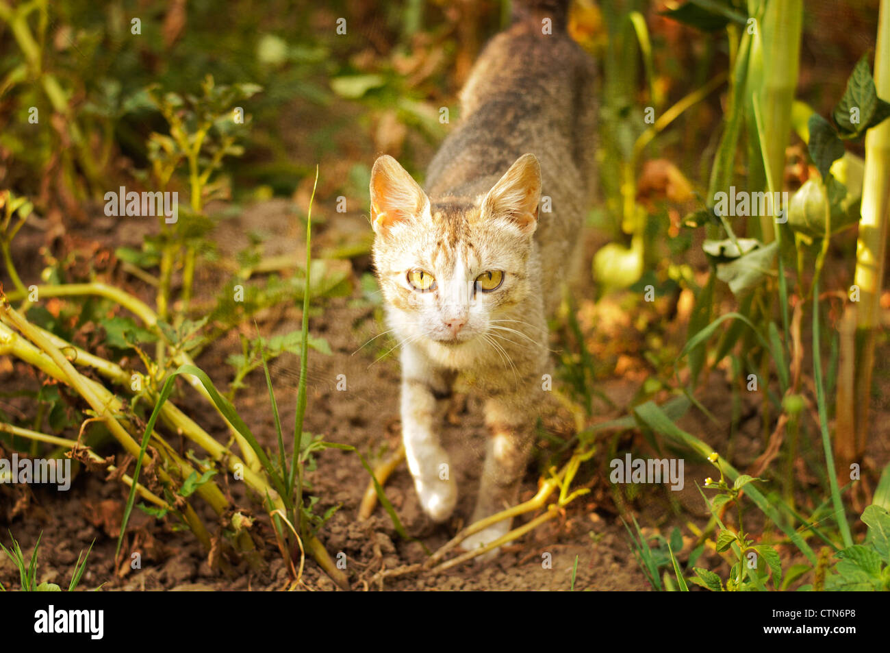 Cat Stock Photo