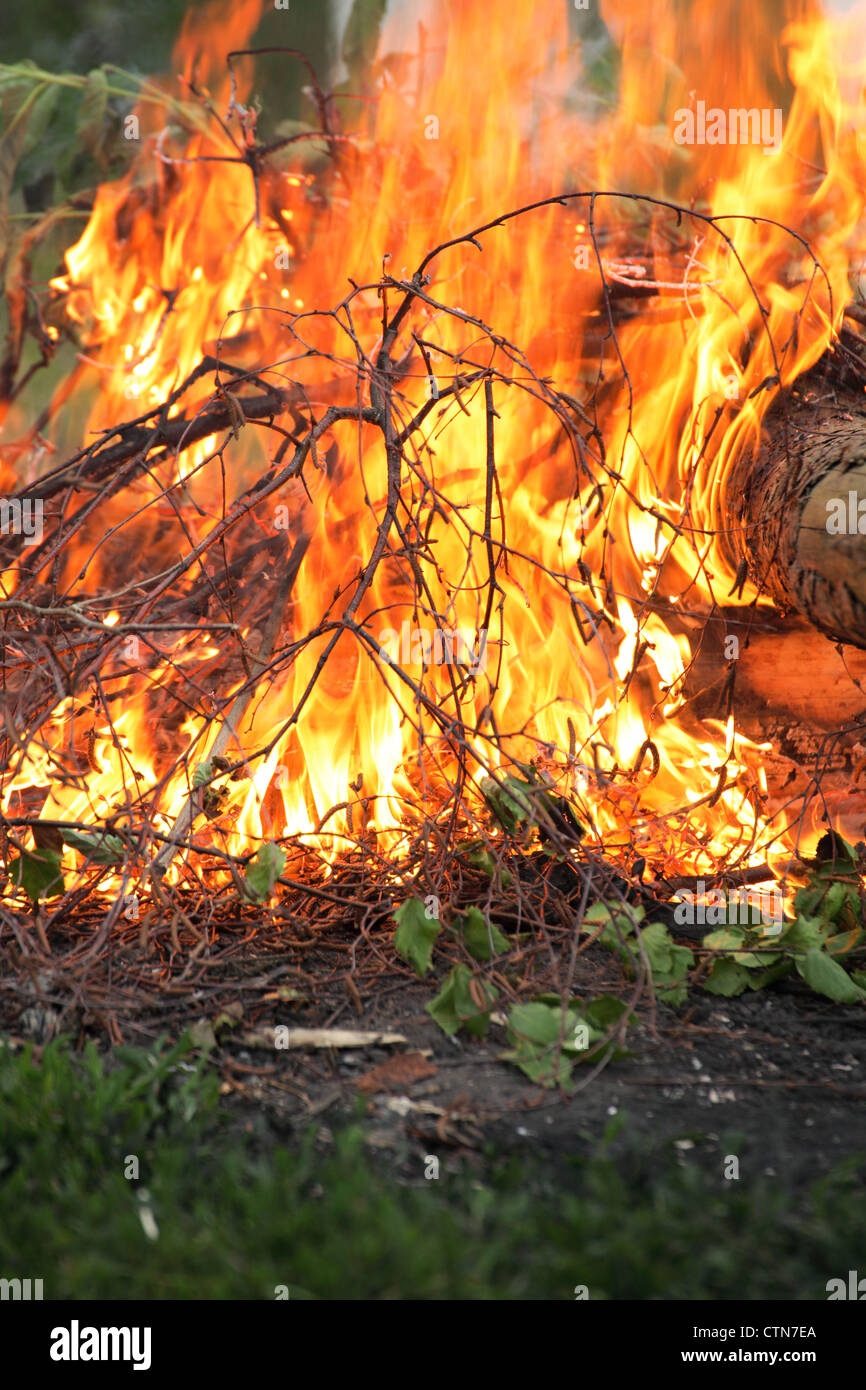 bonfire, campfire in the summer forest Stock Photo - Alamy