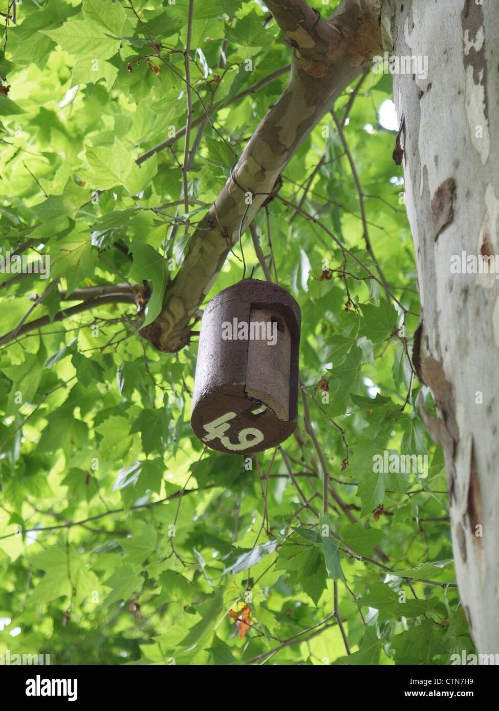 Bat house on a tree Stock Photo Alamy