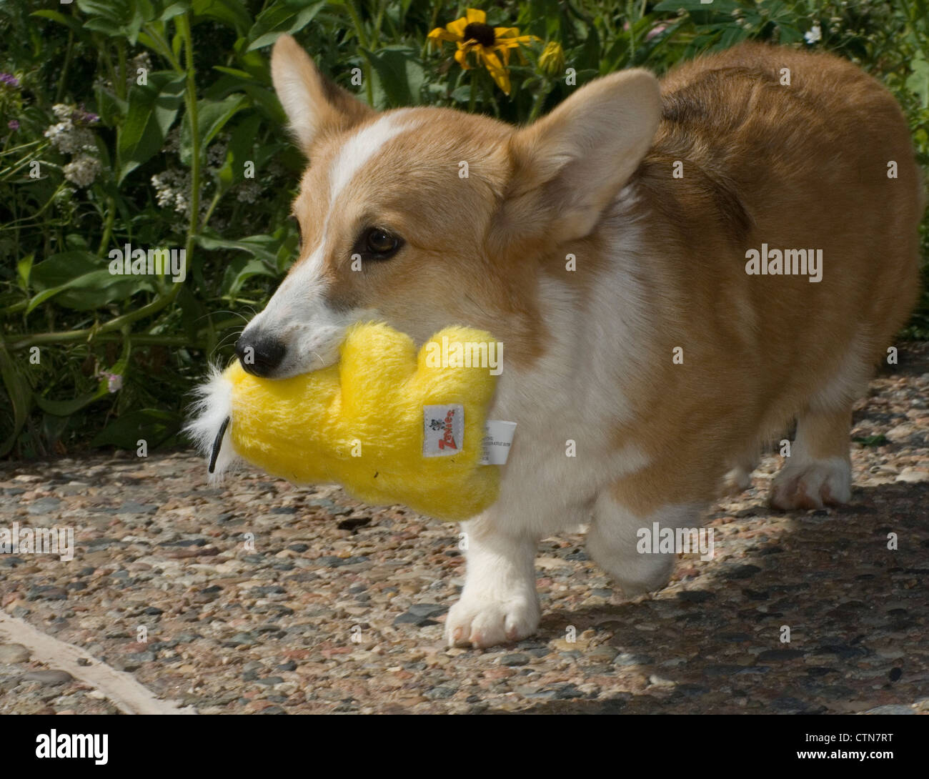 corgi puppy stuffed animal