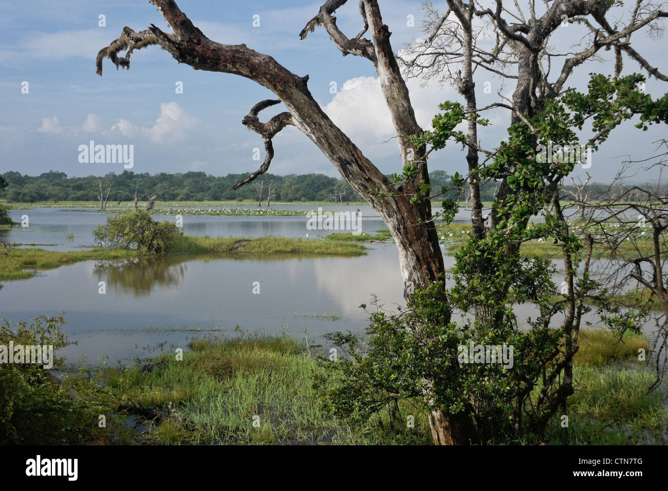 Reservoir and vegetation of Yala National Park, Sri Lanka Stock Photo