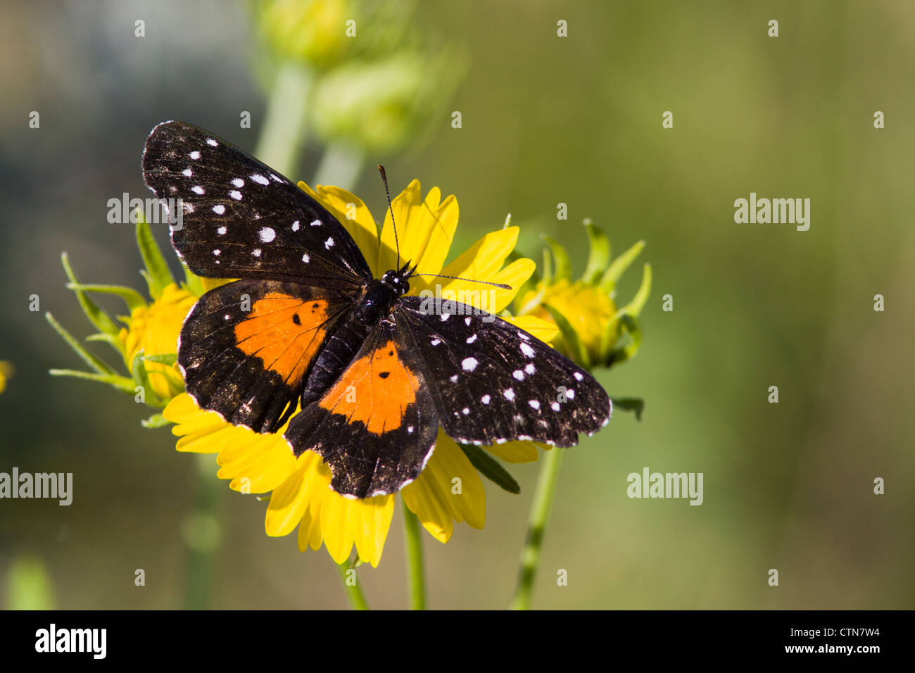 Crimson Patch Butterfly, Chlosyne janais, at Dos Venadas ranch in South Texas. Stock Photo