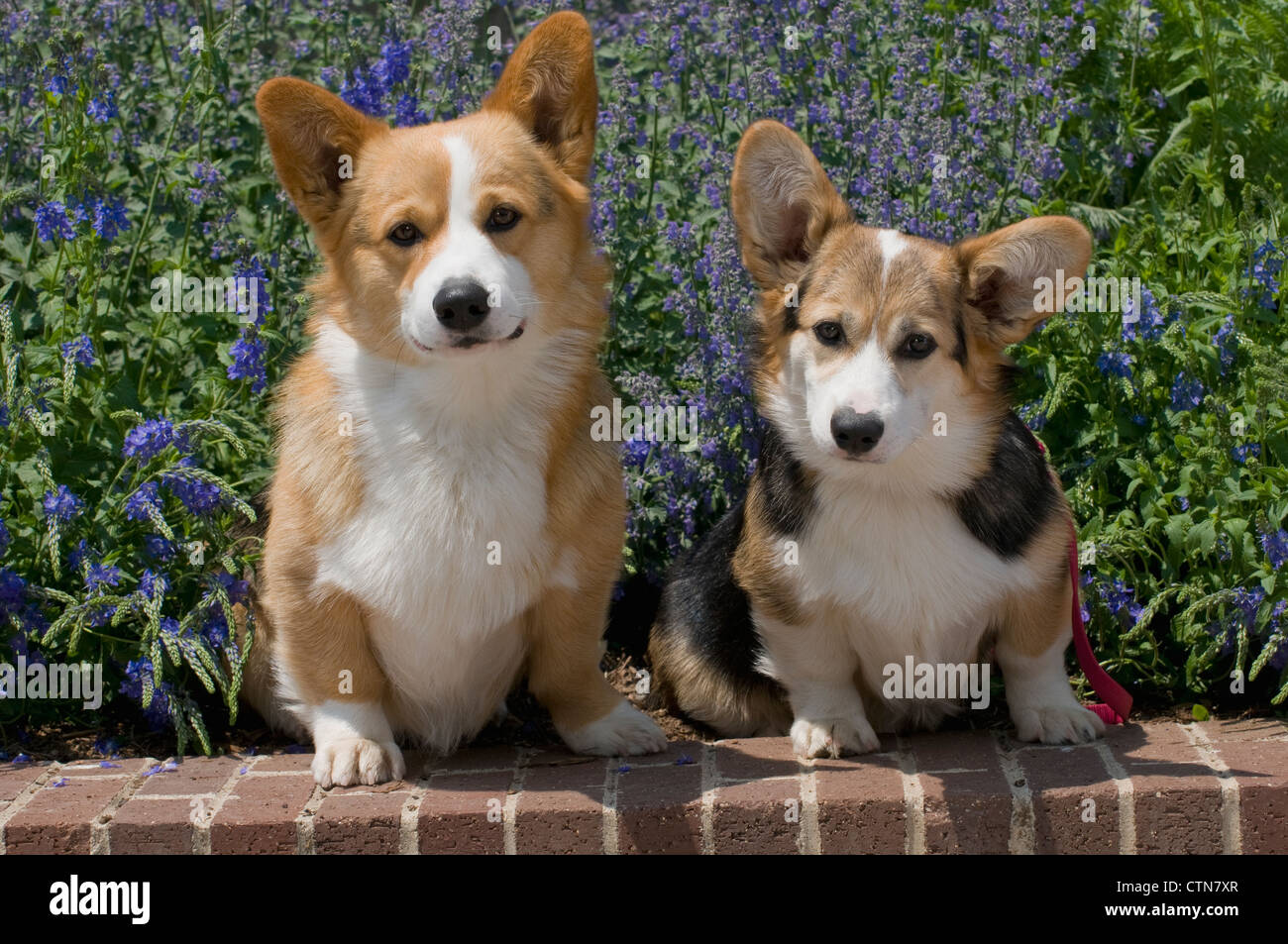 Welsh Corgis sitting with flowers behind Stock Photo