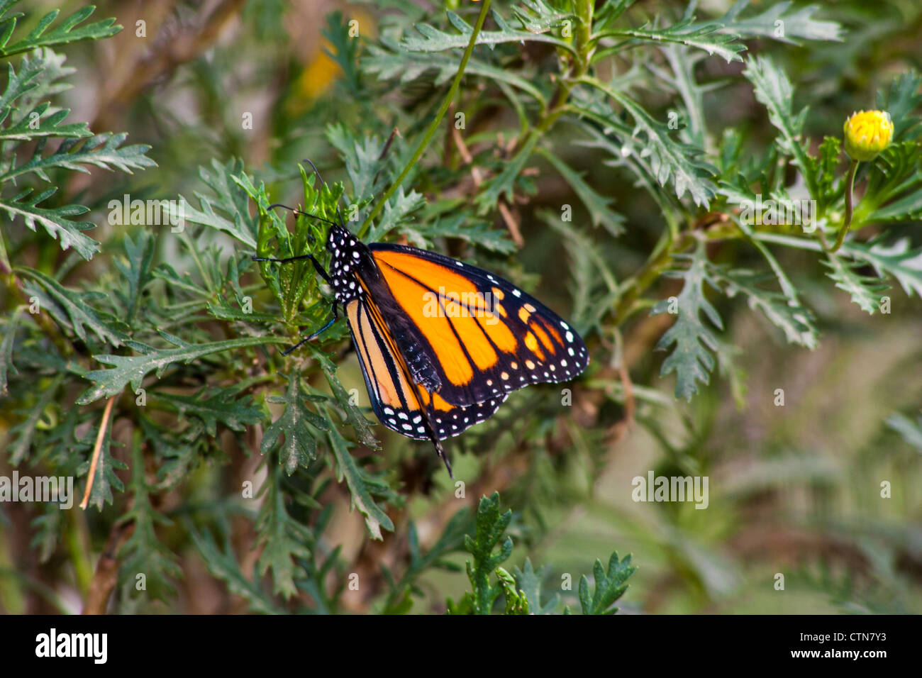 Monarch Butterfly, Danaus plexippus, at Wildseed Farms in Fredericksburg, Texas Stock Photo Alamy
