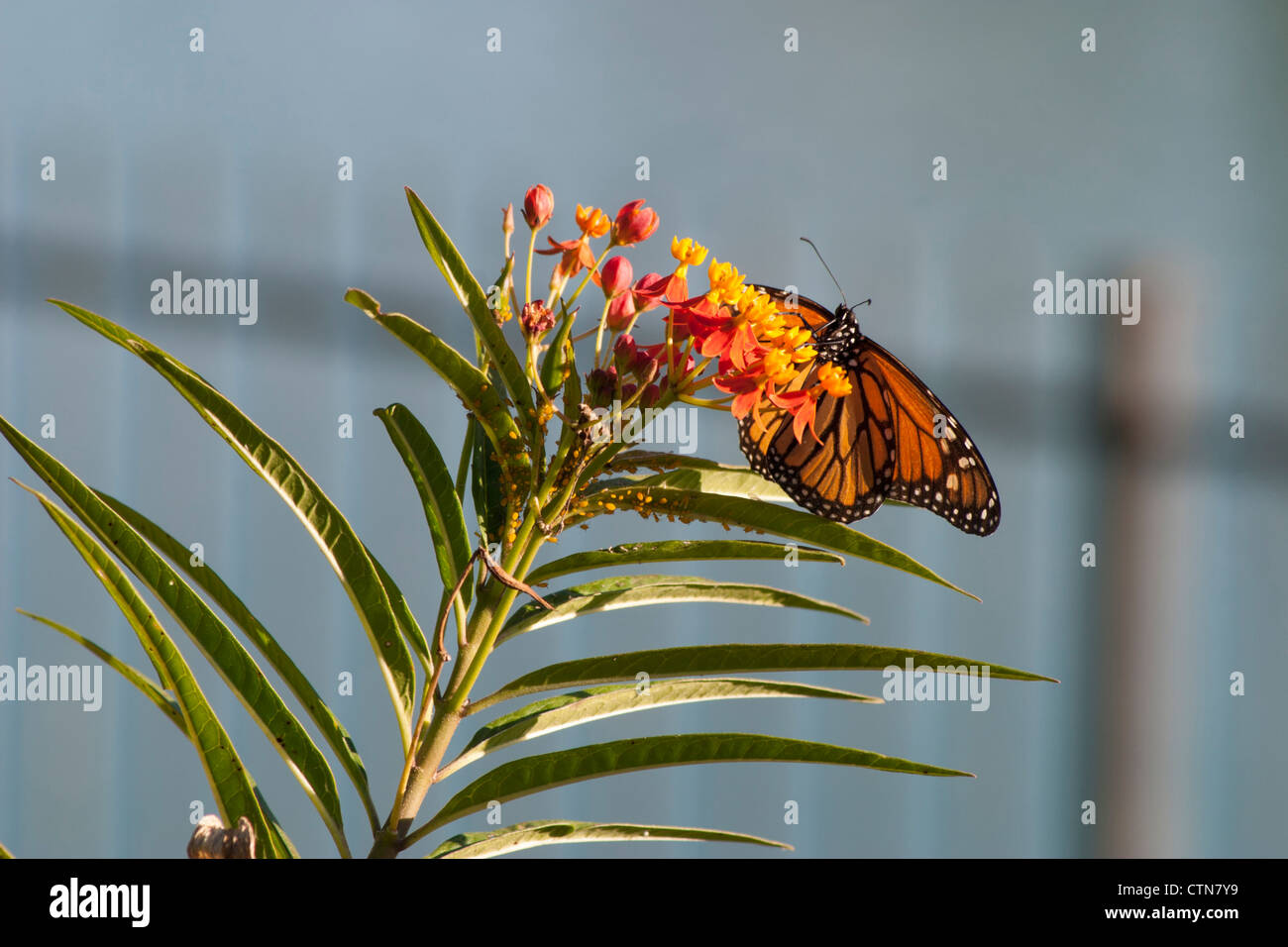 Monarch Butterfly, Danaus plexippus, at Wildseed Farms in Fredericksburg, Texas Stock Photo Alamy