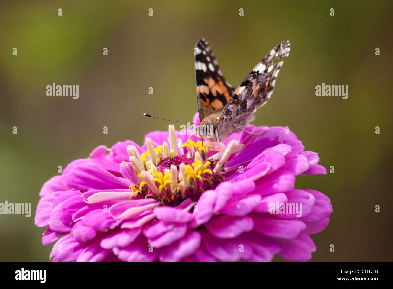 Painted Lady Butterfly, Vanessa cardui, on Zinnia flower in a garden in Fort Davis, Texas. Stock Photo