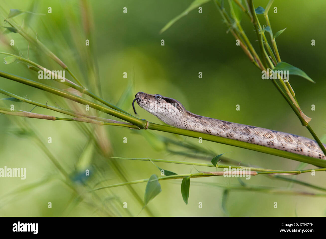 Red-tailed Boa, Boa constrictor imperator, in McLeansville, North Carolina. Stock Photo