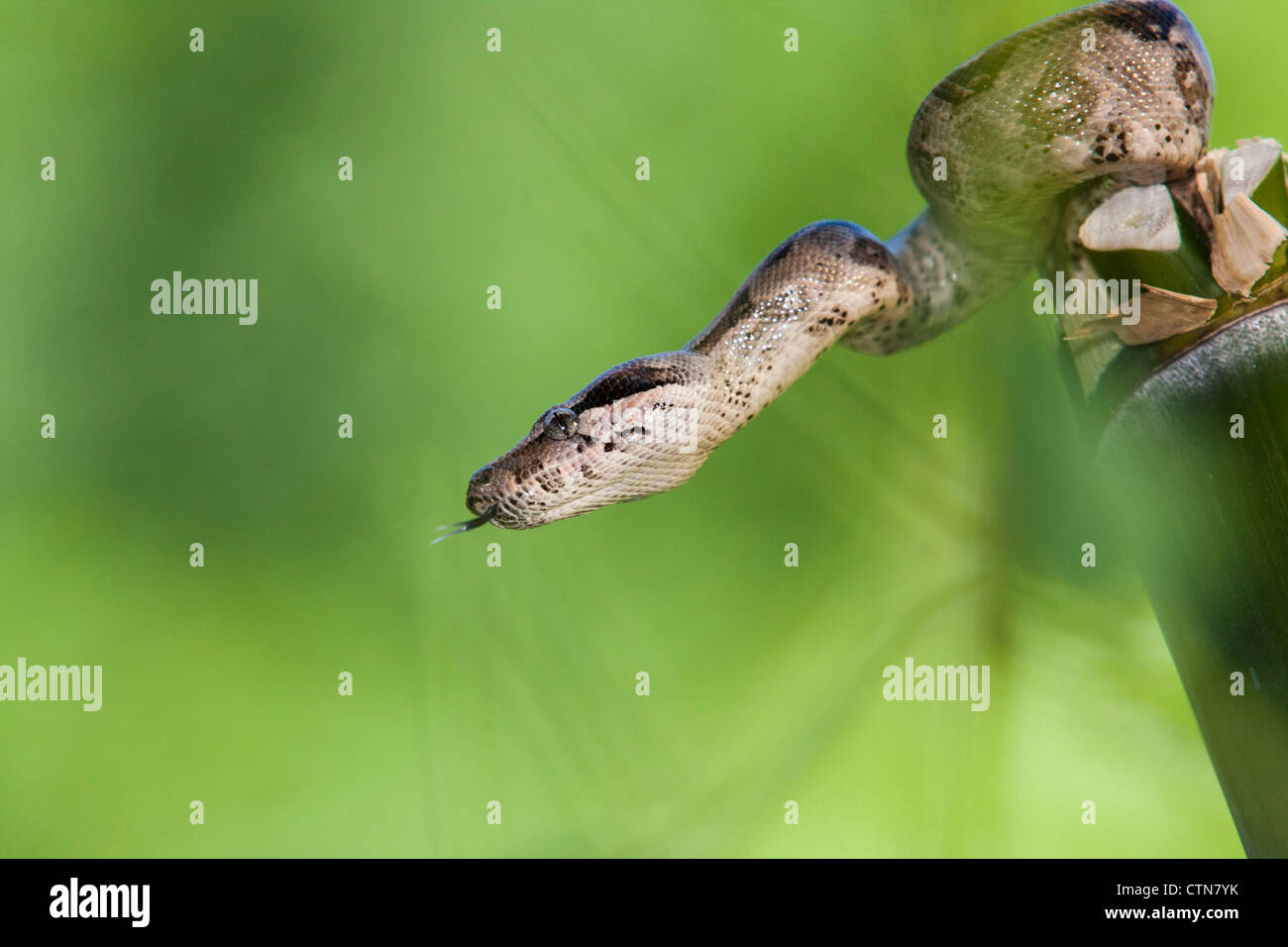 Red-tailed Boa, Boa constrictor imperator, in McLeansville, North Carolina. Stock Photo