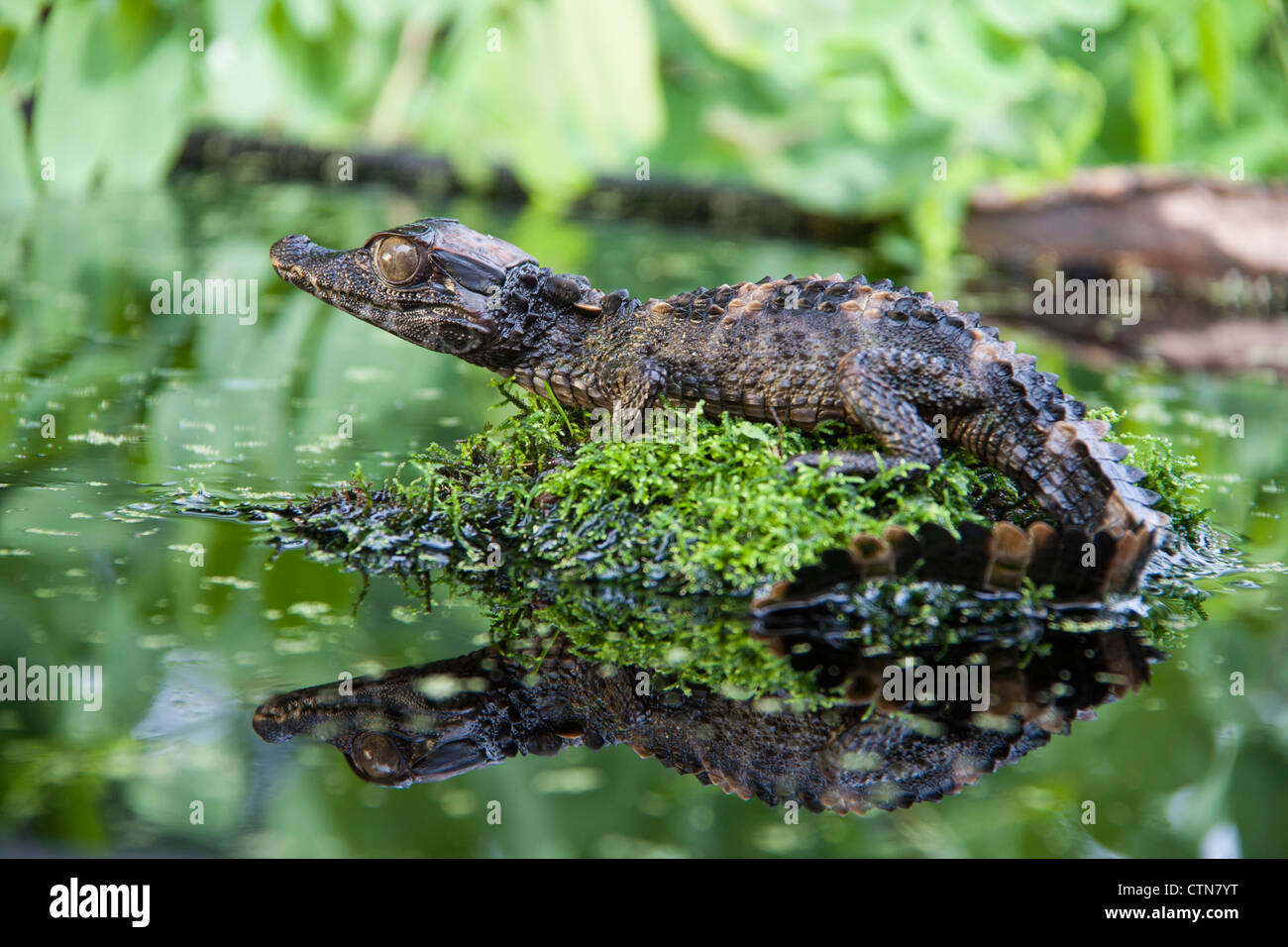 Schneider's Dwarf Caiman, Paleosuchus trigonatus, in McLeansville, North Carolina. Stock Photo