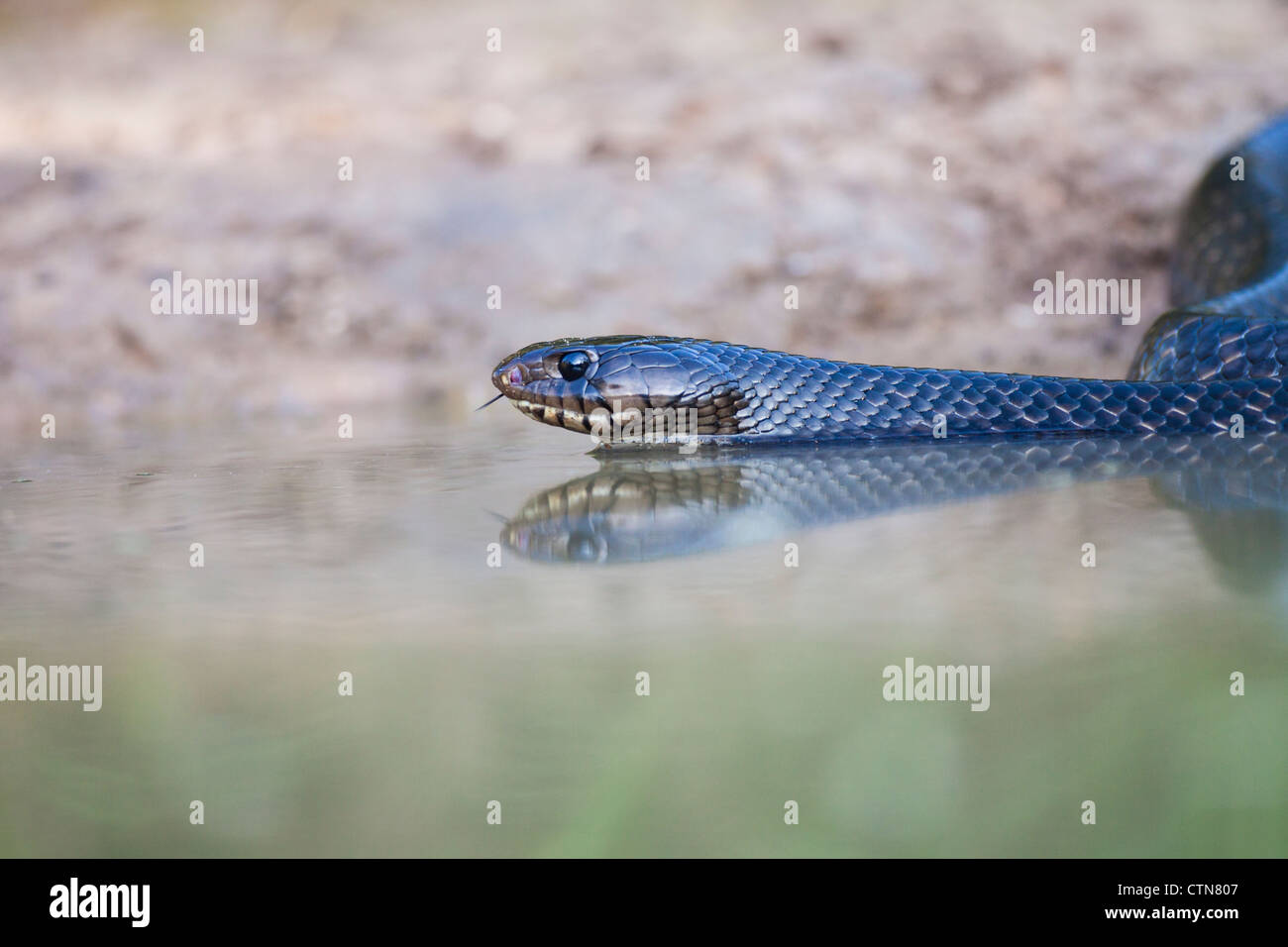 Texas Indigo Snake, Drymarchon melanurus erebennus, coming to a pond for water at a ranch in South Texas. Stock Photo