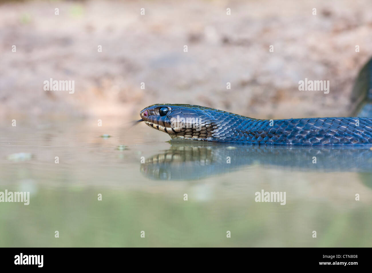 Texas Indigo Snake, Drymarchon melanurus erebennus, coming to a pond for water at a ranch in South Texas. Stock Photo
