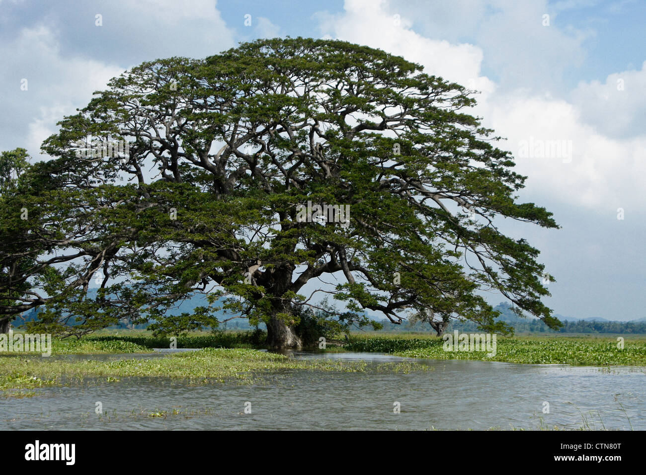 Rain tree and water hyacinths on Lake Tissa Wewa, Tissamaharama, Sri