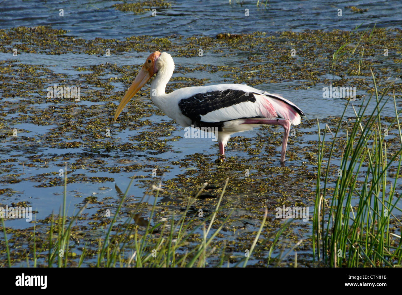 Painted stork feeding in pond, Bundala National Park, Sri Lanka Stock Photo