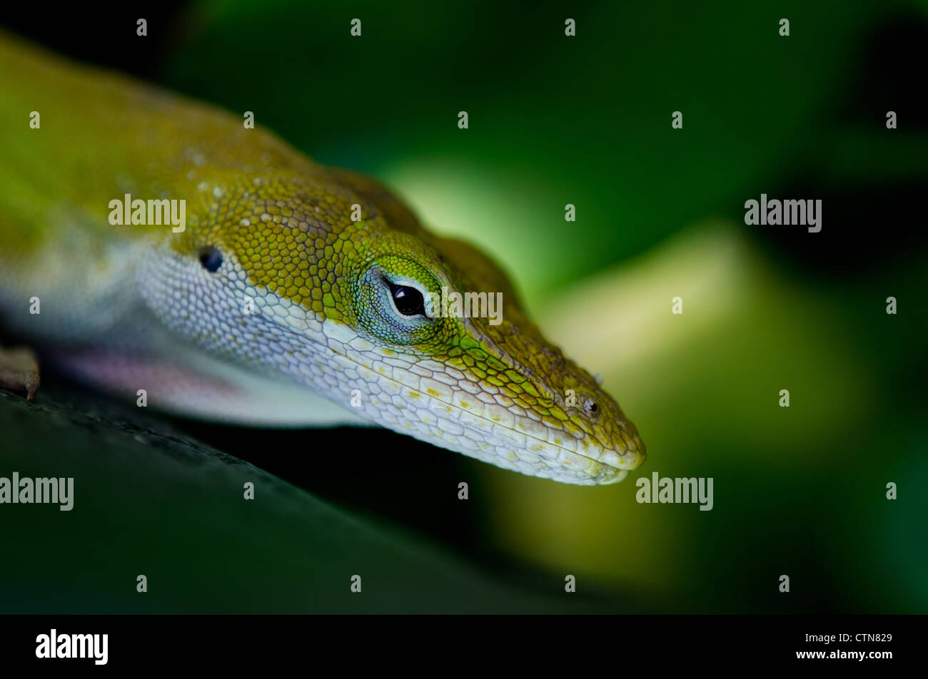 Green Anole Lizard Anolis Carolinensis Closeup Stock Photo Alamy