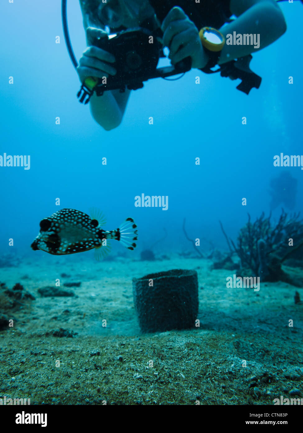 Scuba diving photographer takes picture of a trunkfish also known as  boxfish Stock Photo