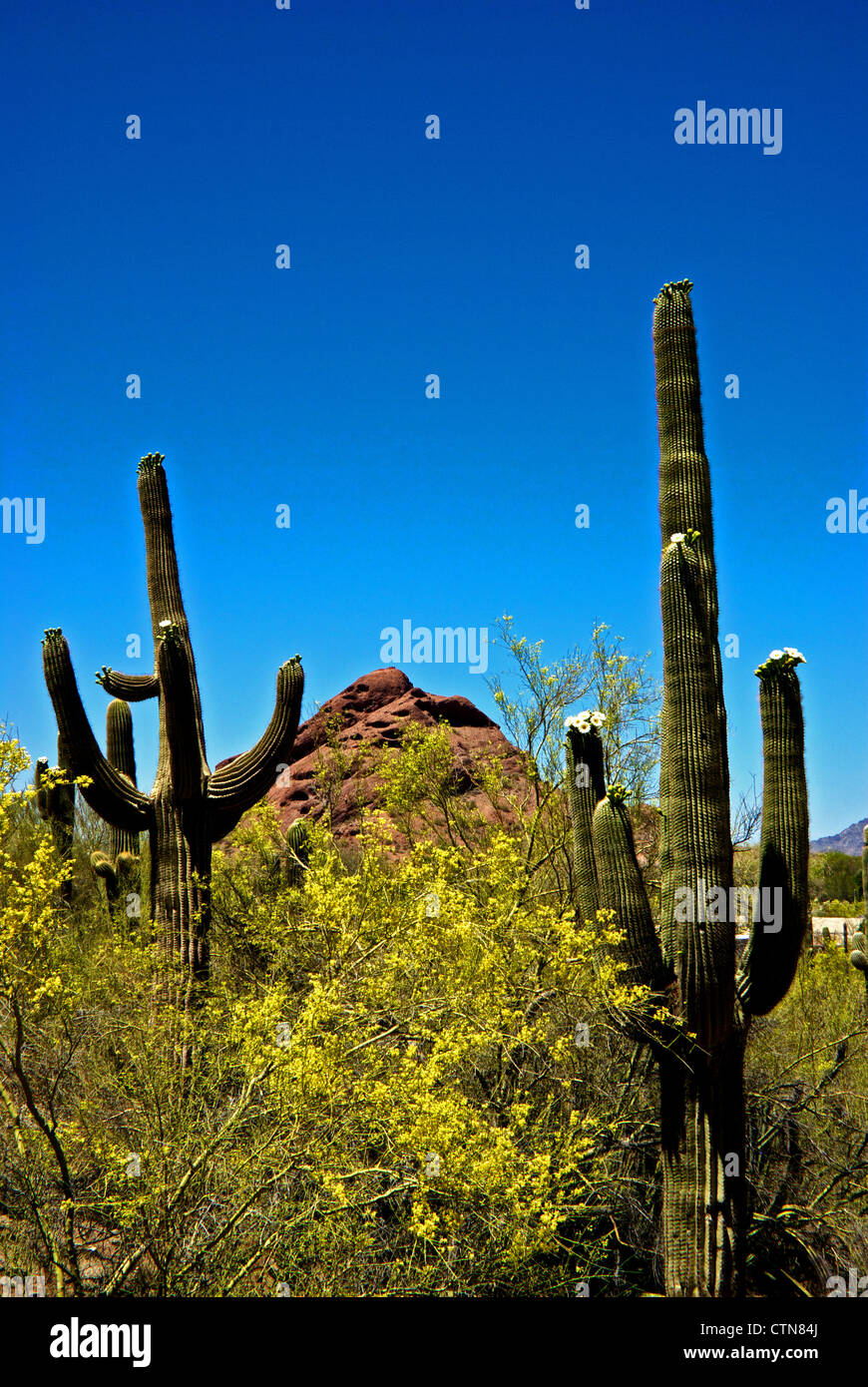 Saguaro cacti in bloom at the Desert Botanical Garden Stock Photo