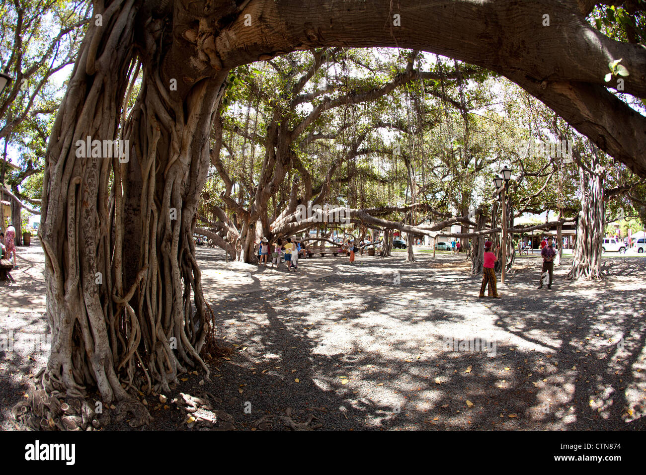 Large Banyan tree on island of Maui, Hawaii. Stock Photo