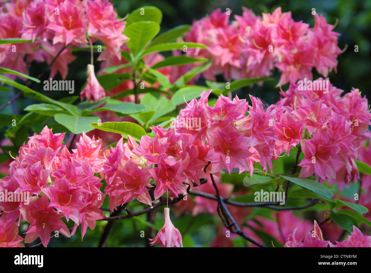 Pink Rhododendron 'Norma' blossom Stock Photo