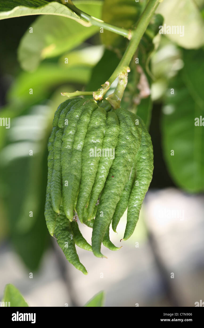 Buddhas fingers hires stock photography and images Alamy