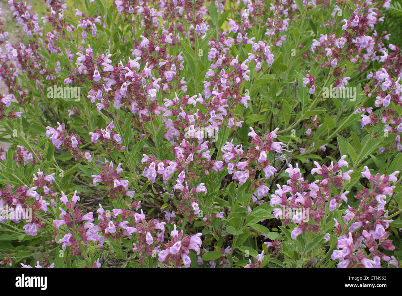 Blooming sage Salvia officinalis Stock Photo Alamy