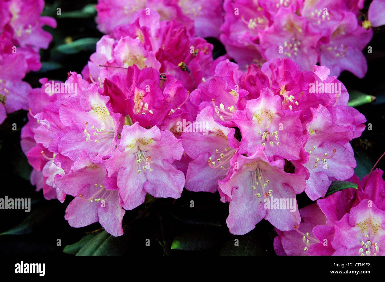 Pink rhododendron rich abundant blossom Rhododendron 'Germania' Stock Photo