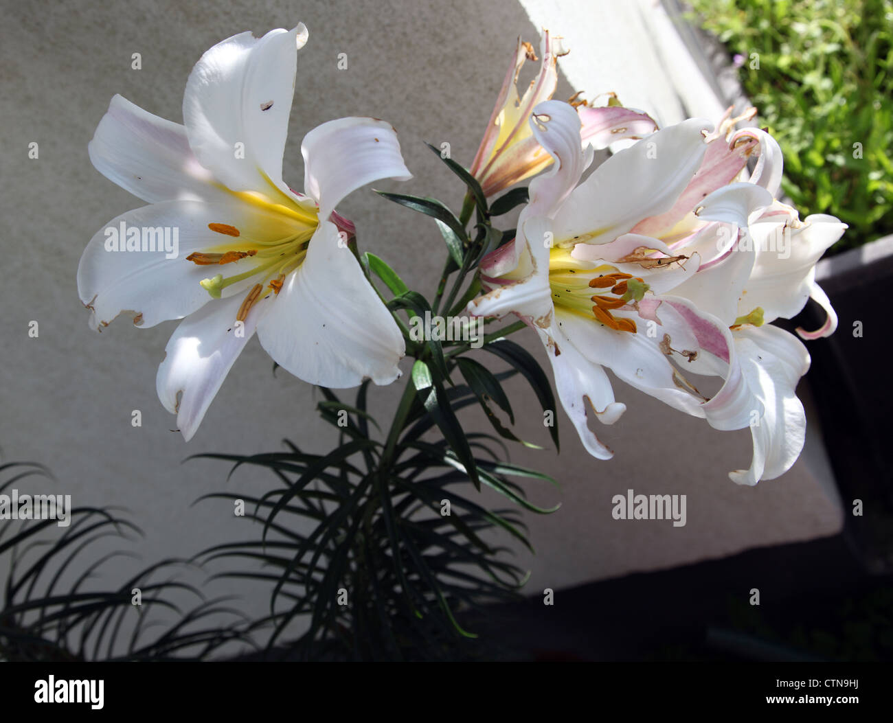 Lilium Regale grown in a tall terracotta pot eaten by slugs Stock Photo