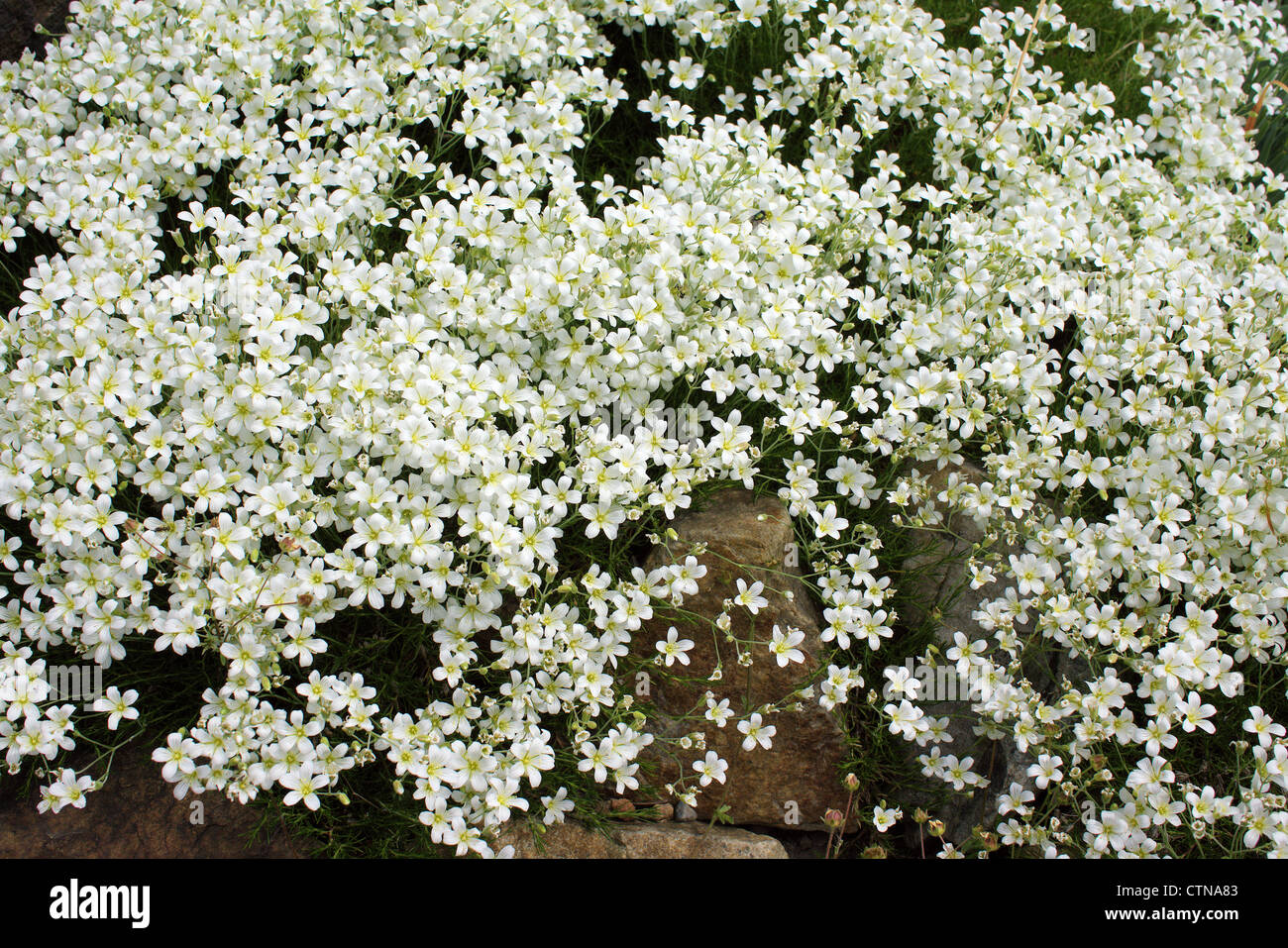 White blossom of Minuartia laricifolia Stock Photo
