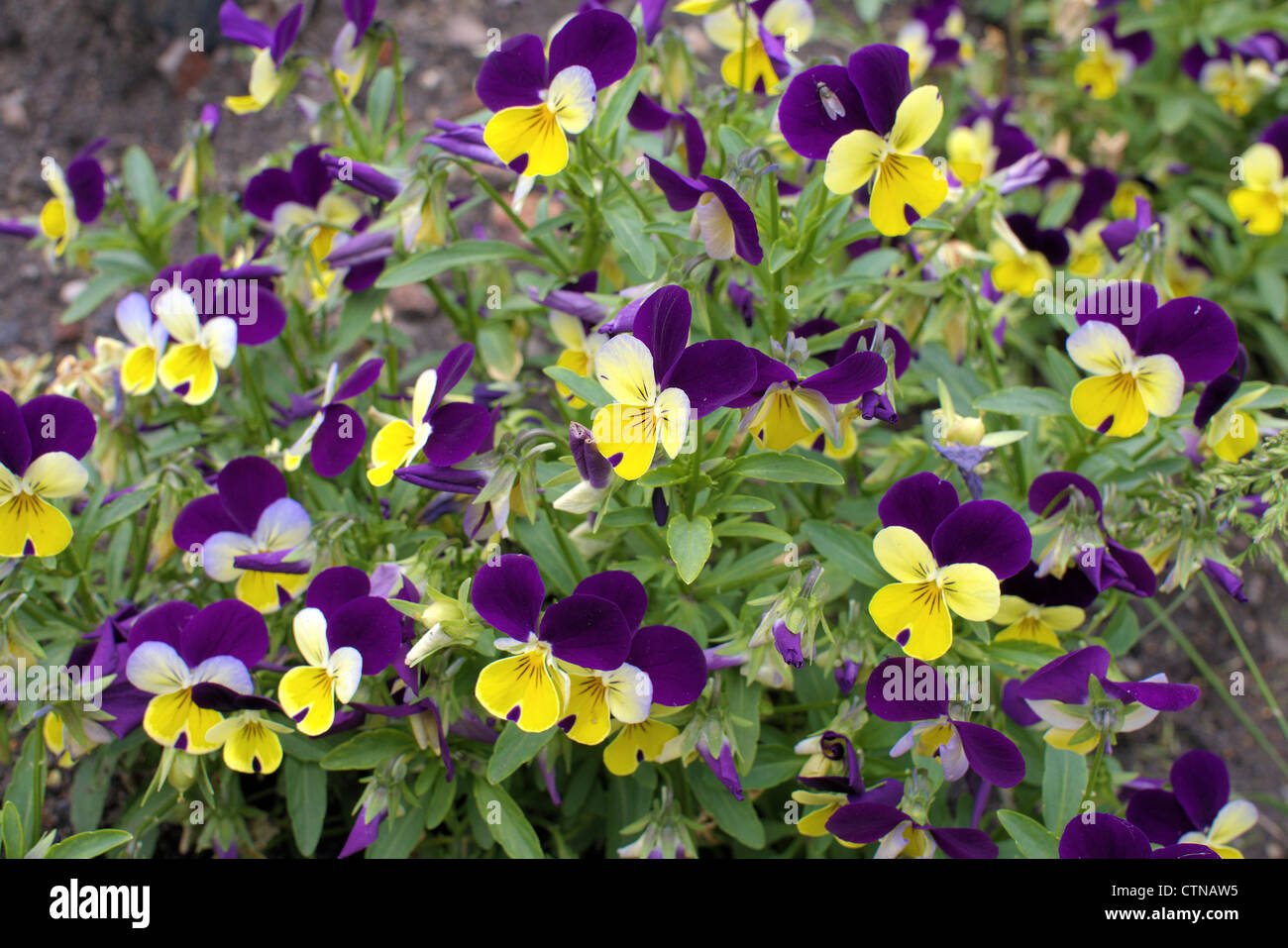 Yellow violet pansies pansy Viola tricolor Stock Photo
