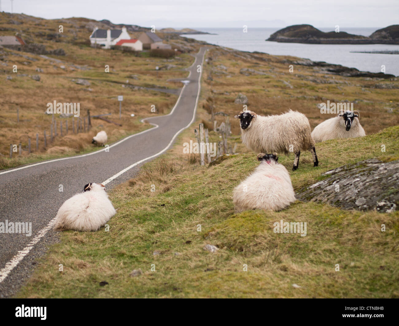 Sheep by a Single Track Road, Stockinish, Isle of Harris Stock Photo