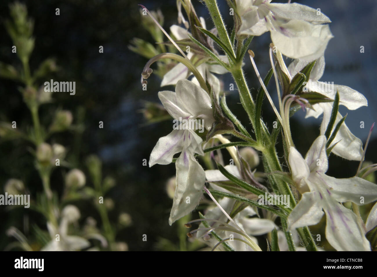 Picture: Steve Race - The flower of Teucrium pseudochamaepitys, growing in Catalunya, Spain. Stock Photo