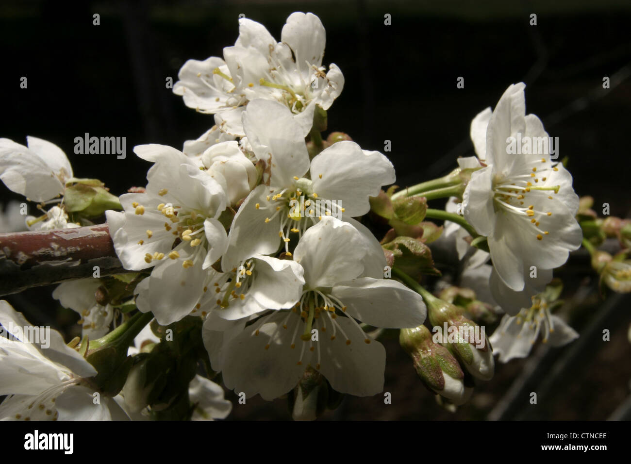 Picture: Steve Race - The flowers of the Cherry tree (Prunus cerasus) variety 'Primulat', Catalunya, Spain. Stock Photo