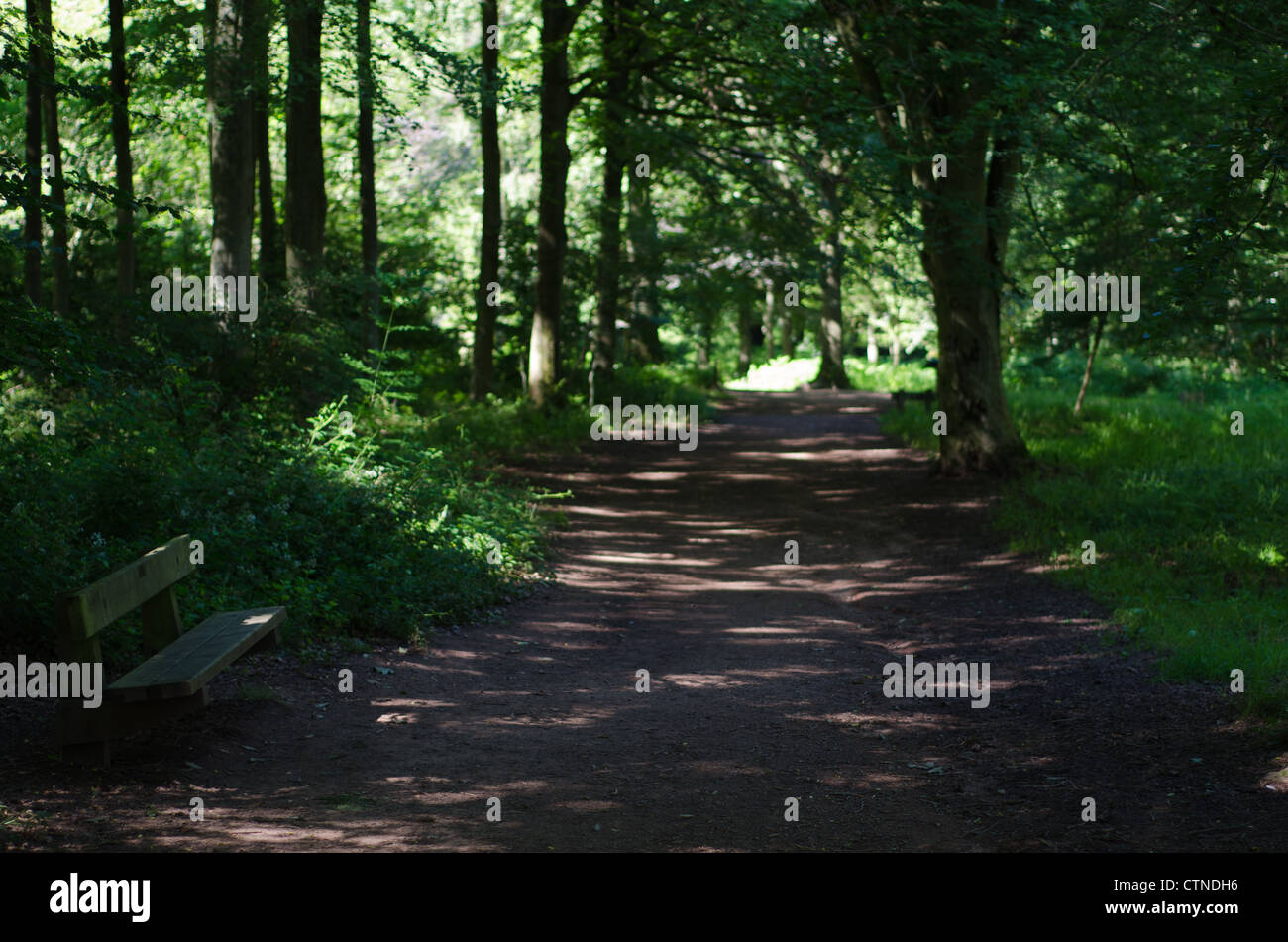 Pathway through a woodland High Resolution Stock Photography and Images ...