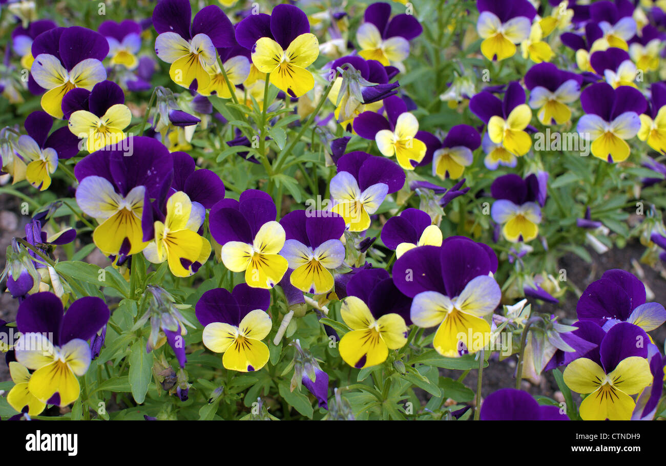 Yellow violet pansies pansy Viola tricolor Stock Photo