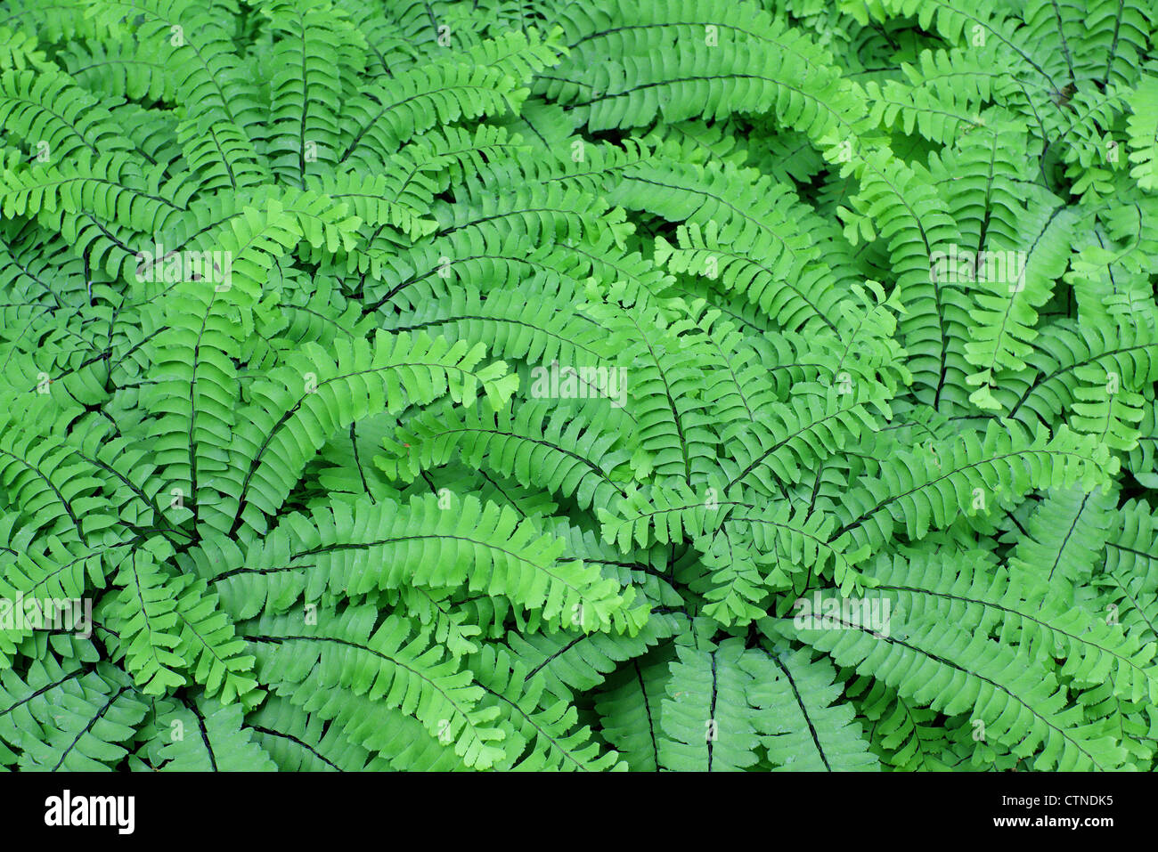 Northern maidenhair fern fresh green leaves Adiantum pedatum Stock Photo
