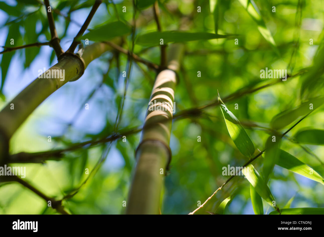Poaceae bamboo hi-res stock photography and images - Alamy