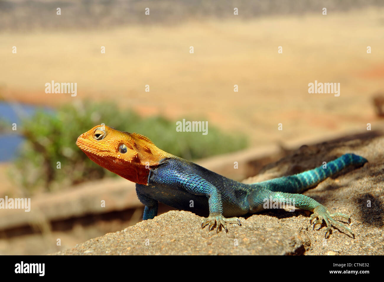 A close-up picture of the Kenyan Rock Agama (lat. Agama Lionotus) with ...