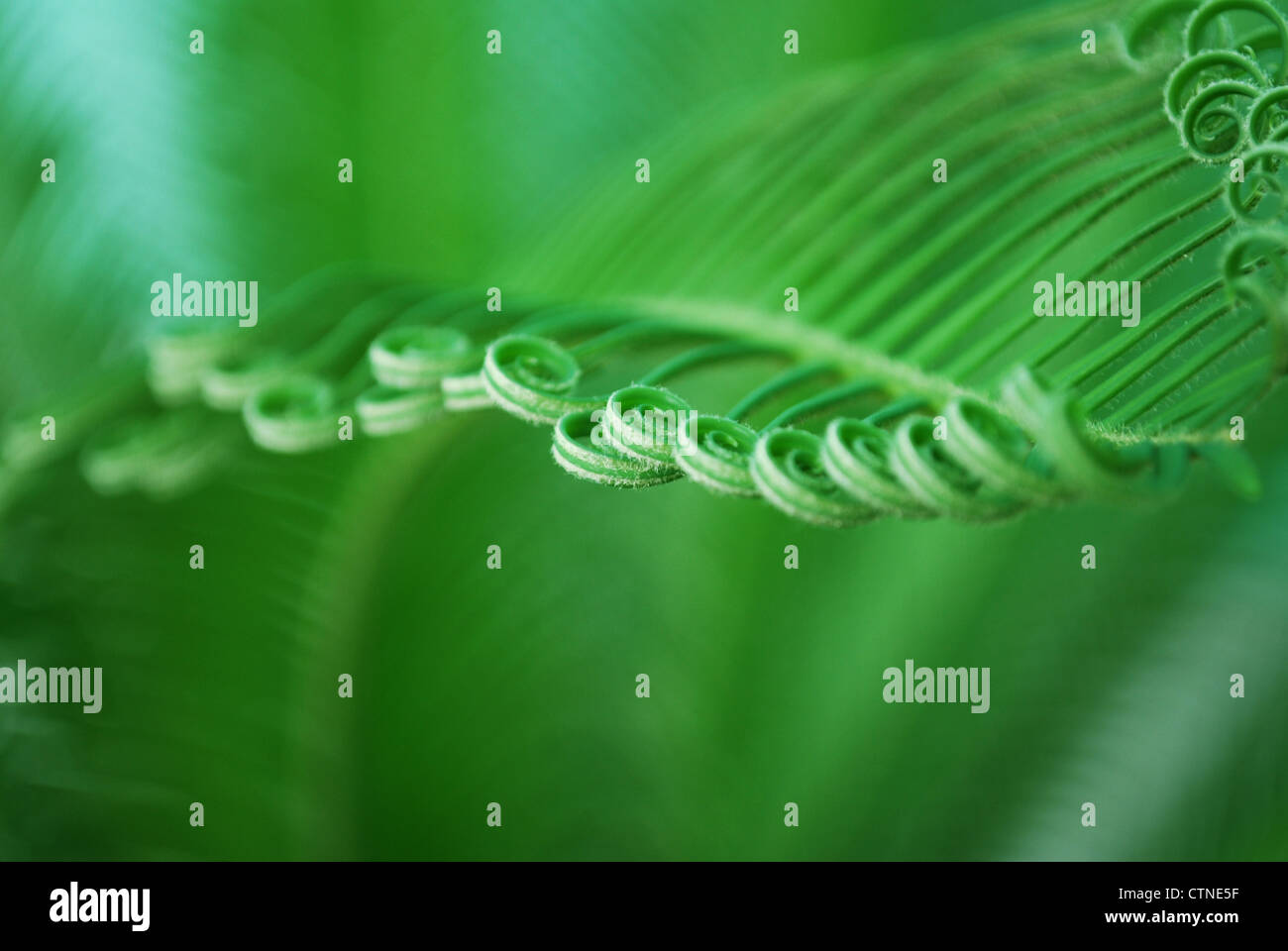 close detail of young cycas leaf with spirals Stock Photo