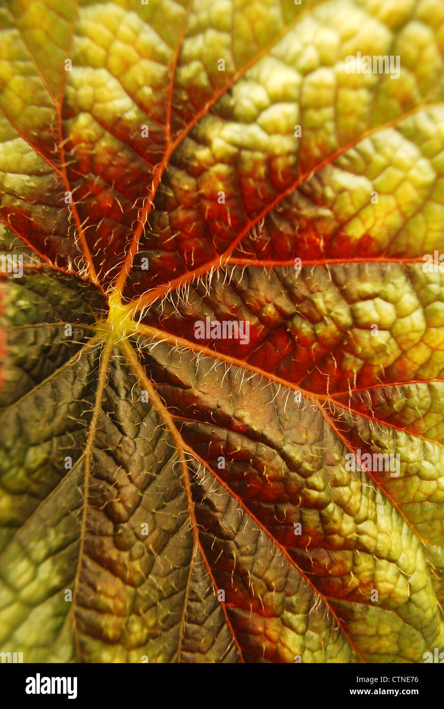 image with green leaf closeup as a background image Stock Photo - Alamy