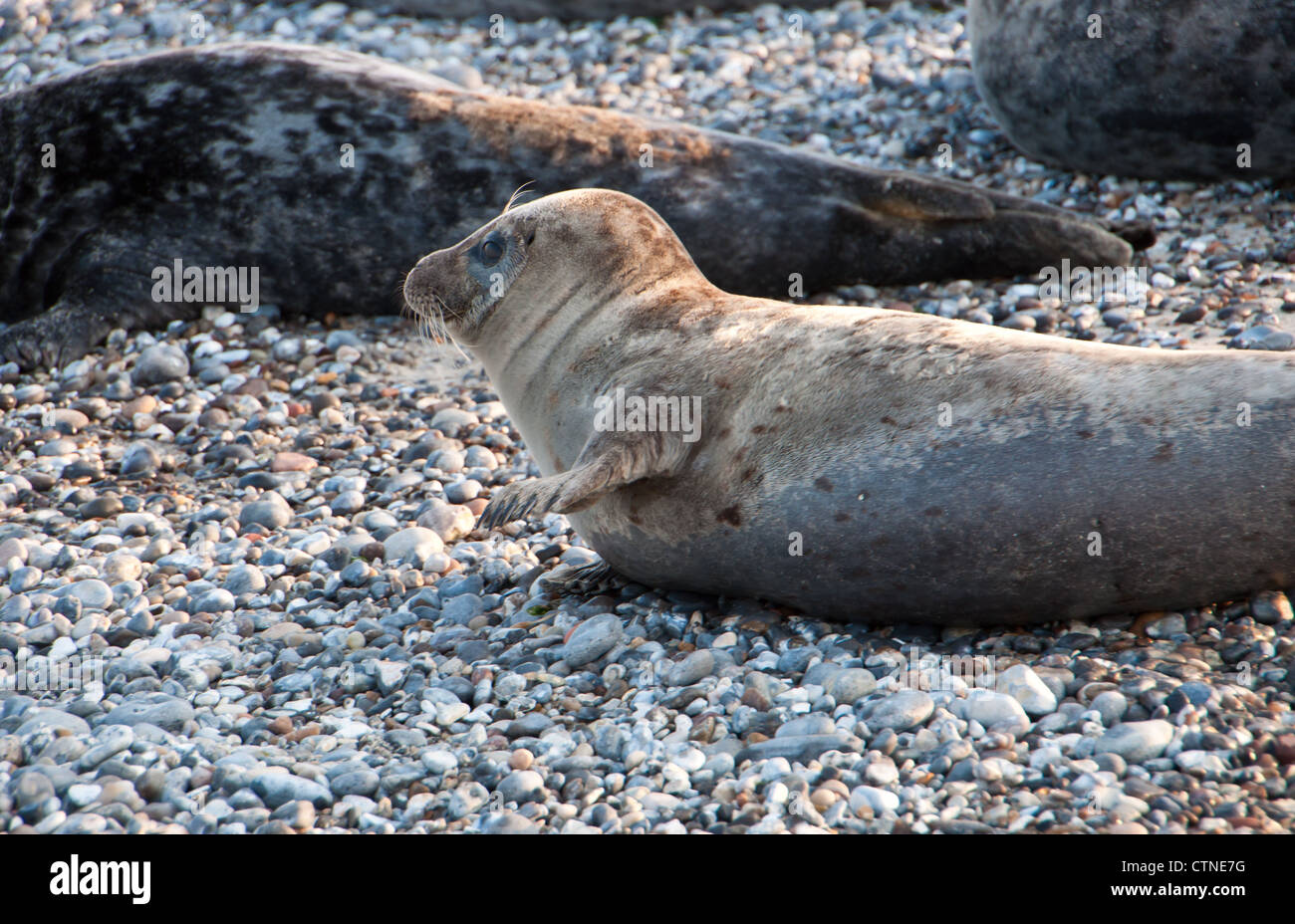 Group of Seals (Halichoerus Grypus (lat.)) on the German island Helgoland Stock Photo