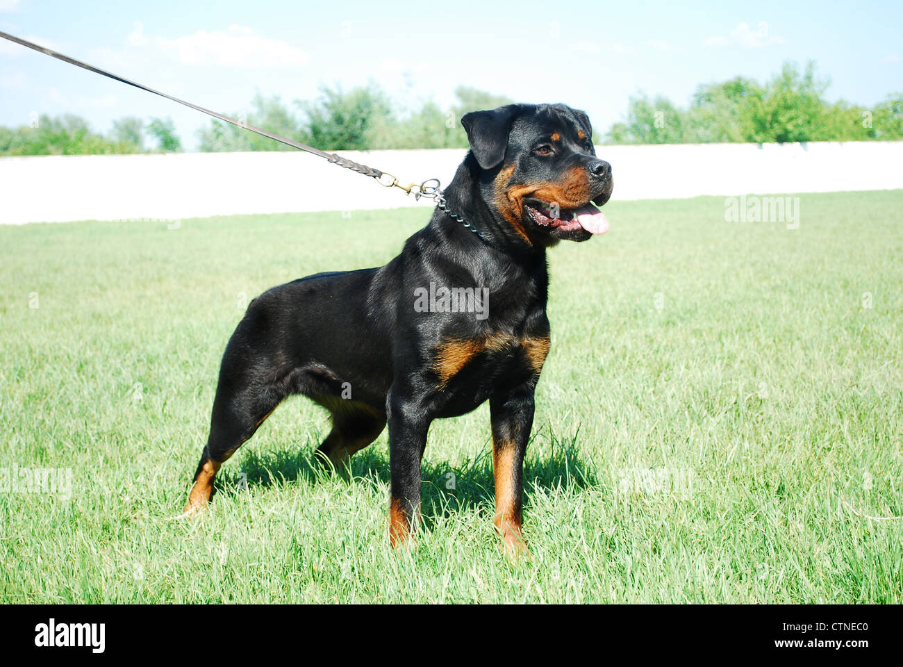 Good looking rottweiler standing in a grassy field Stock Photo - Alamy