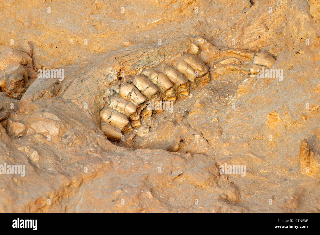 Five million year old fossil jaw bone of an extinct short-necked giraffe (Sivathere), West coast fossil park, South Africa Stock Photo