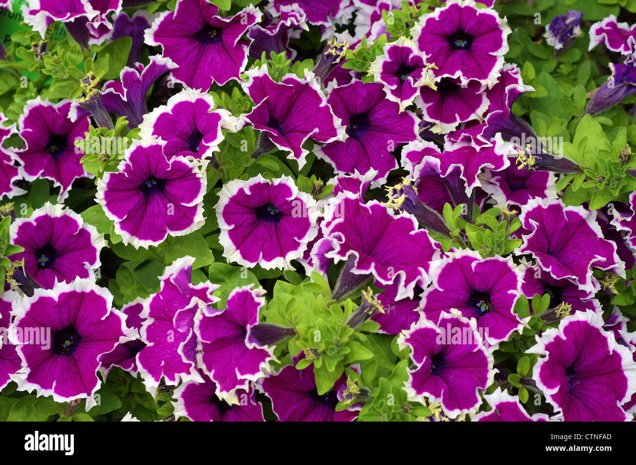 Purple petunia flowers hi-res stock photography and images - Alamy