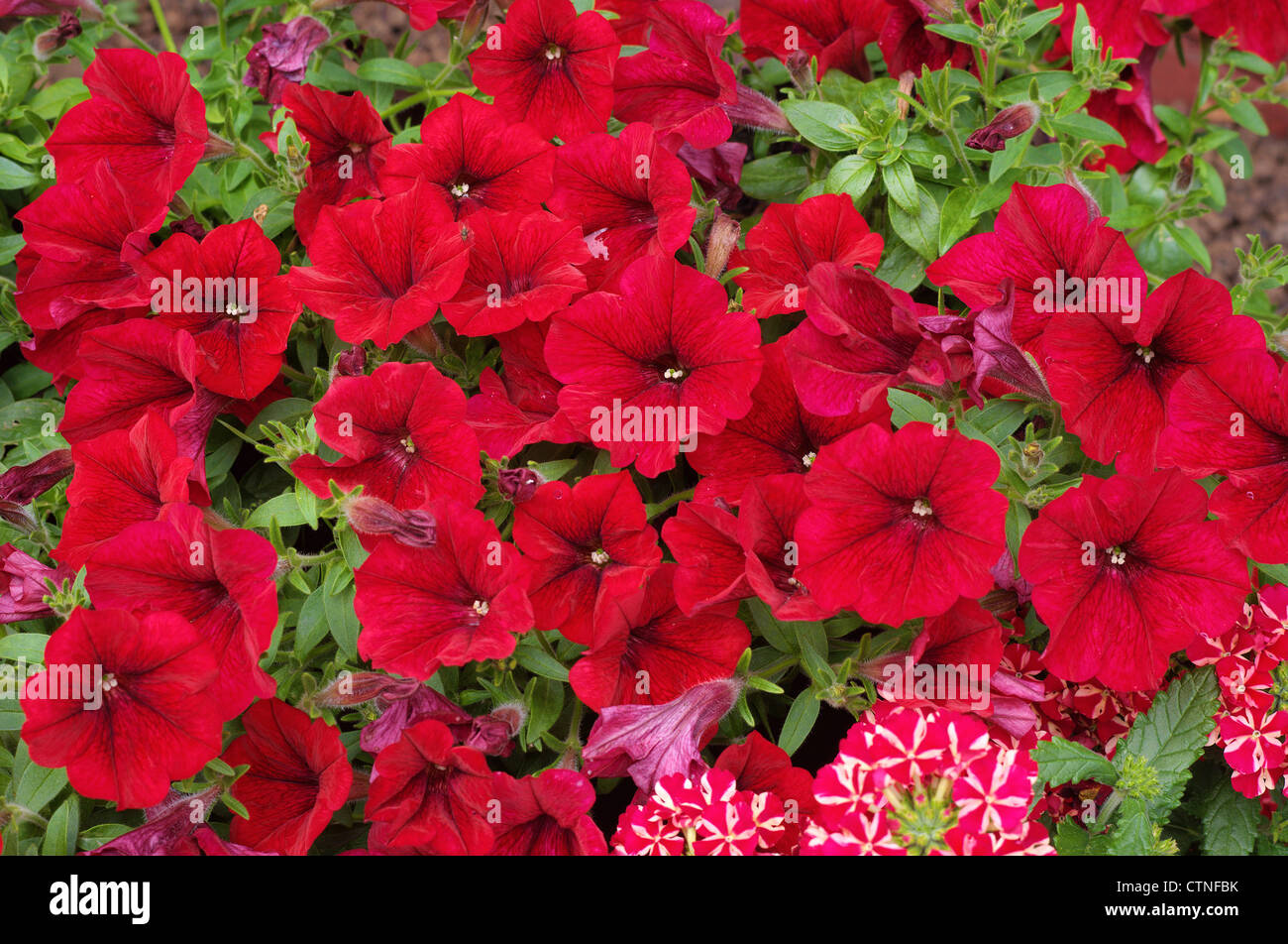 Red petunia flowers close up Stock Photo Alamy