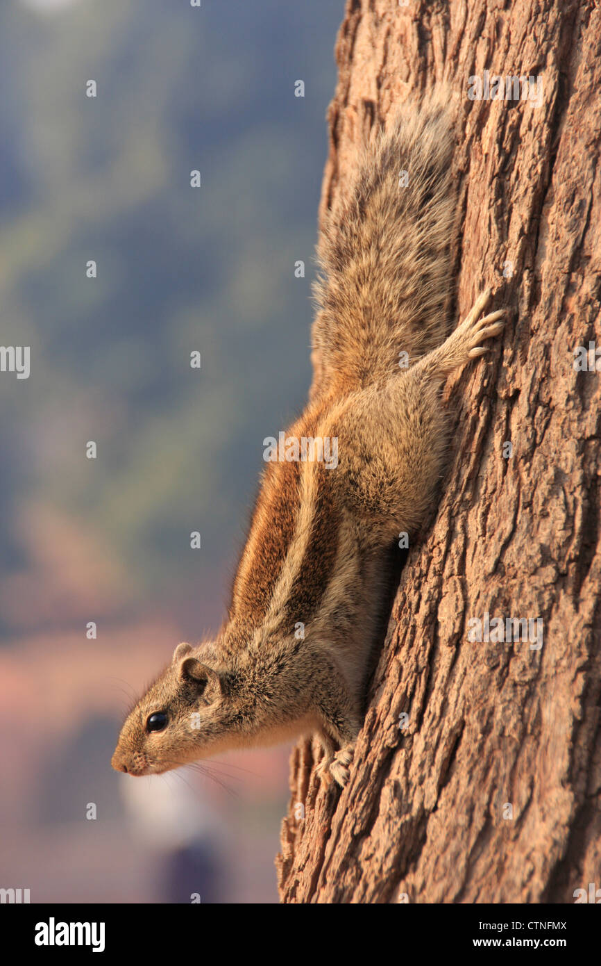 Nothern palm squirrel (Funambulus pennantii) sitting on a tree Stock Photo