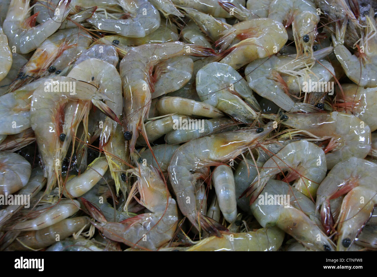 Shrimp background Stock Photo