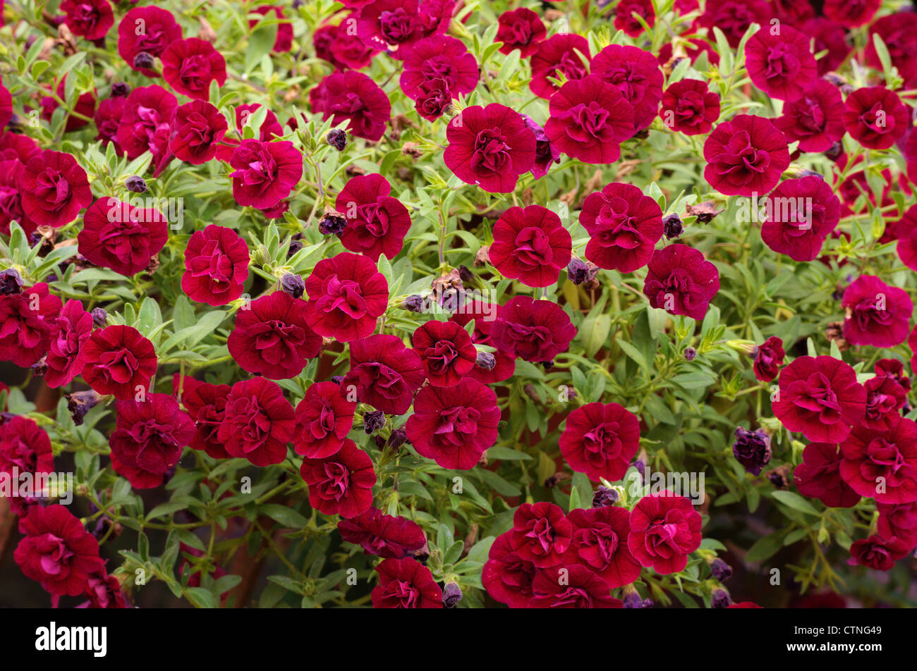 Red petunia hi-res stock photography and images - Alamy