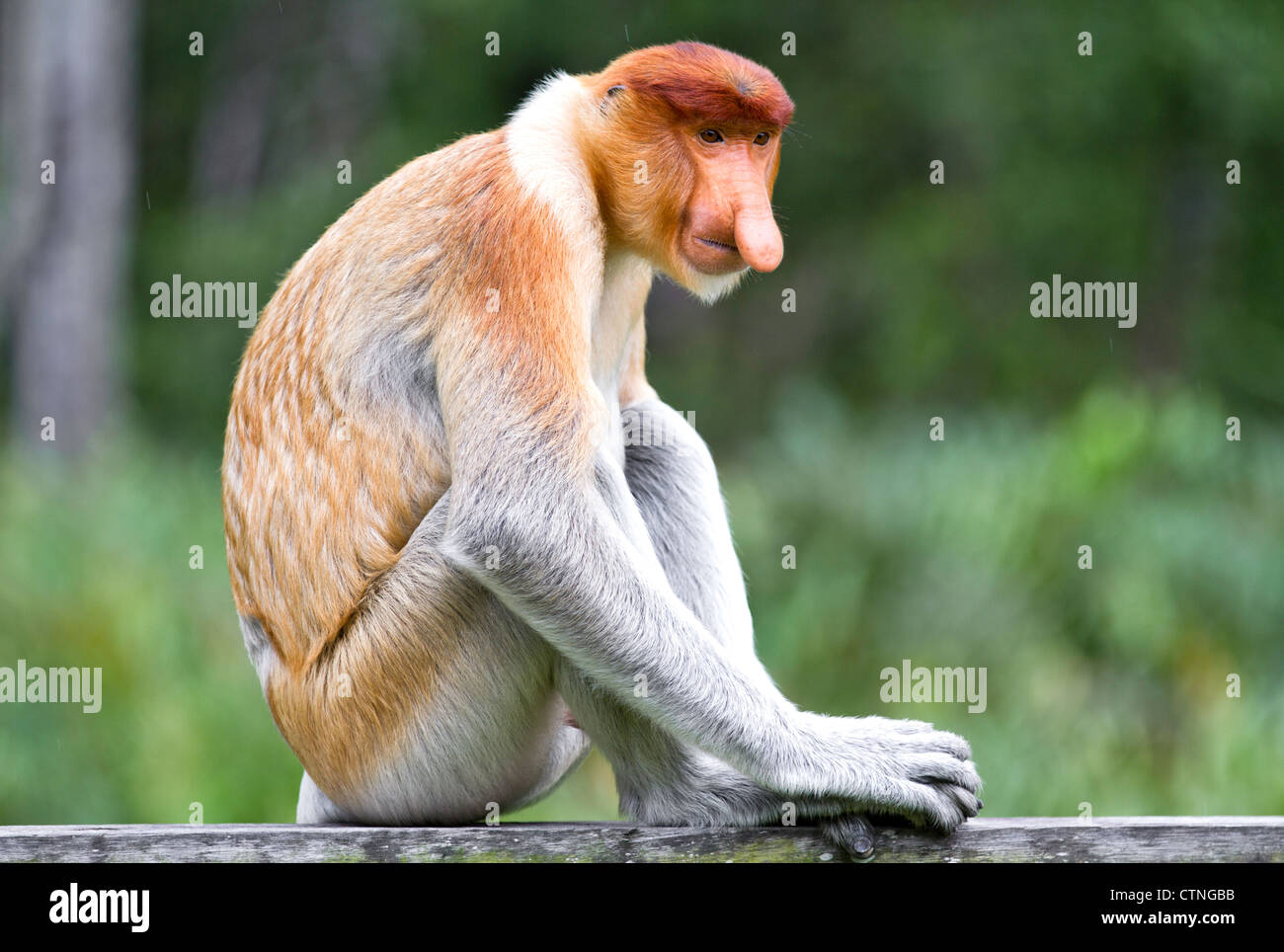 Proboscis monkey Borneo Malaysia. Stock Photo