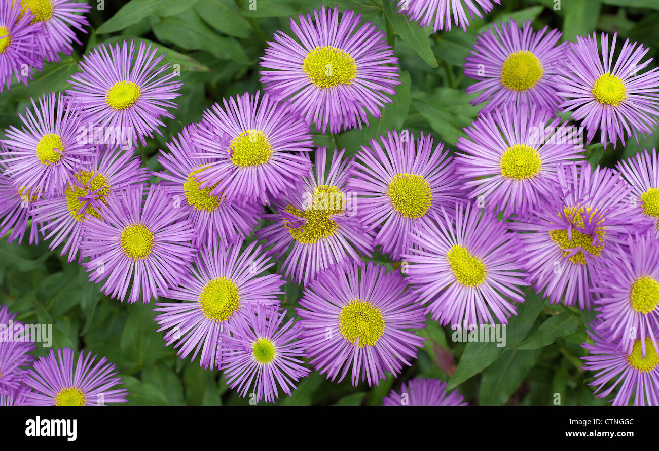 Purple Aster flowers aster dumosus Stock Photo