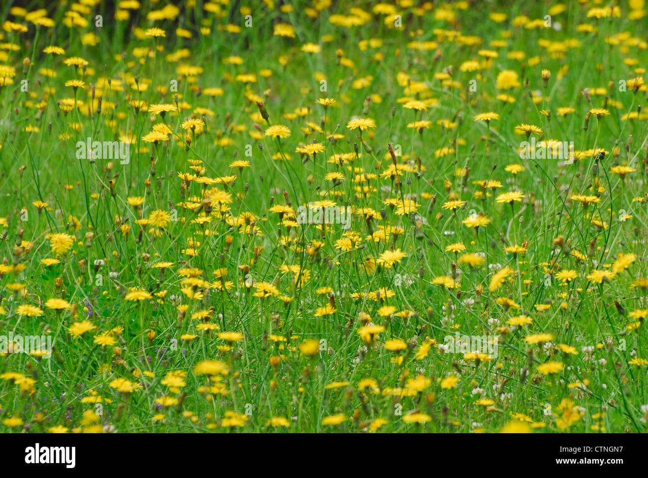 Field of wild flowers Stock Photo - Alamy