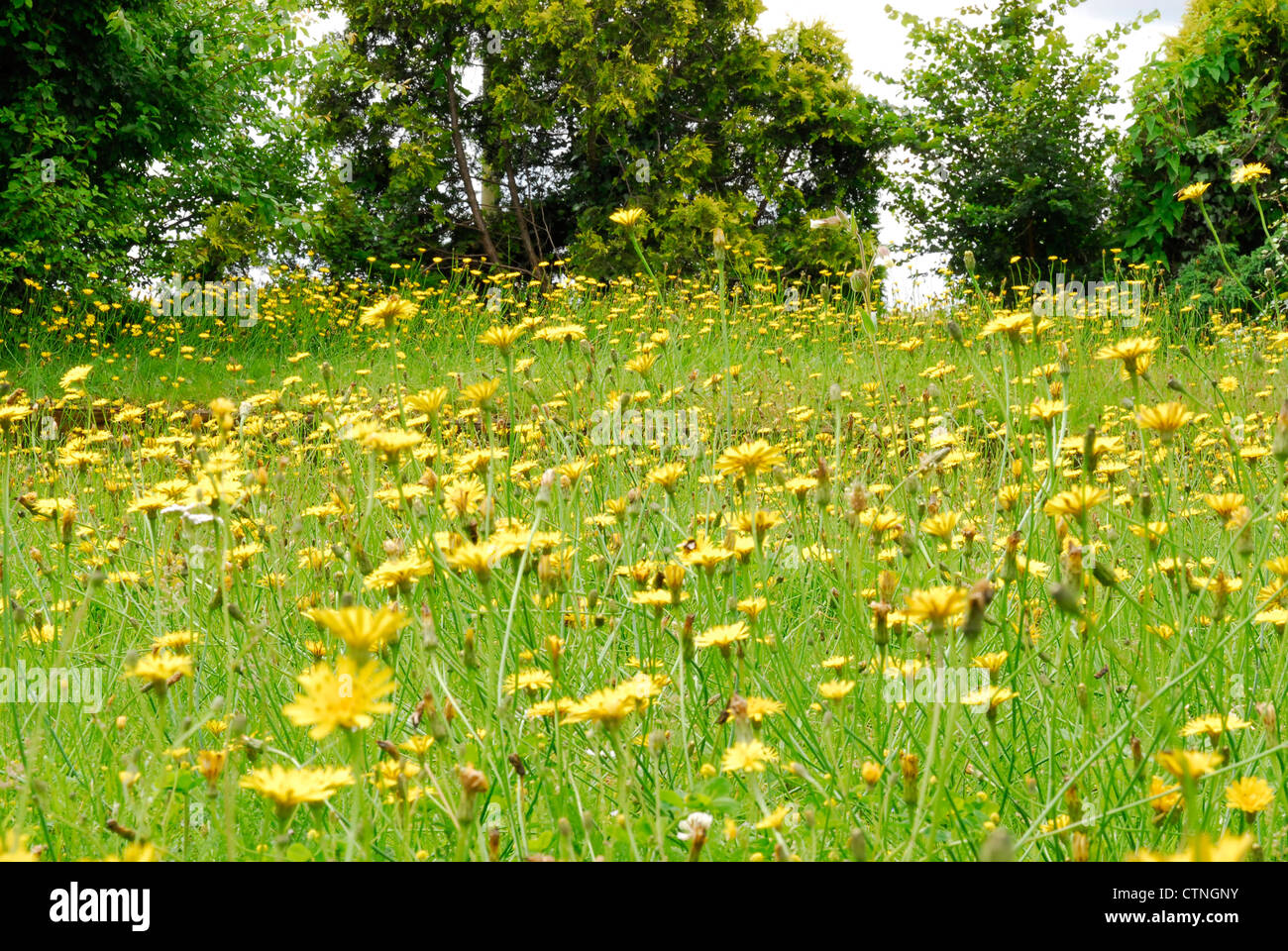 Field of wild flowers Stock Photo - Alamy